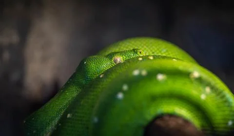 Tree python resting among the branches, incredible wildlife 写真素材