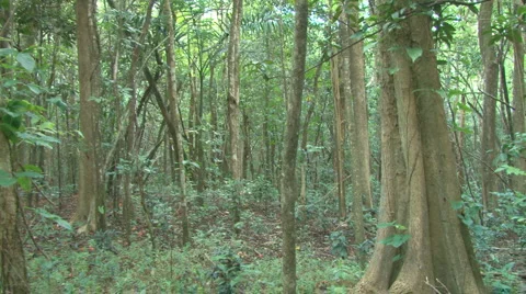 Tree Quick Pan in Forest Video stock 1215849