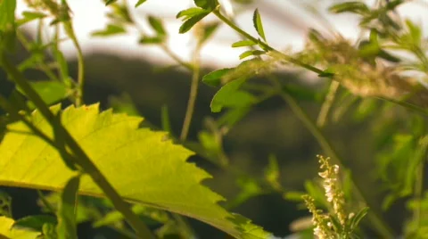 Tree Rack Focus 스톡 동영상 647026