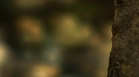 Tree Rack Focus to Small Waterfall (1080-24FPS).mp4 Stock Footage 10976418