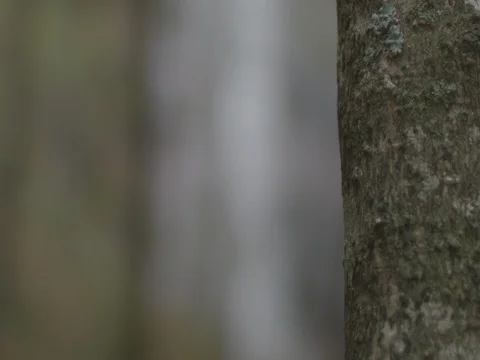 Tree rack focus to waterfall slow motion fall time Stock Footage 81141569