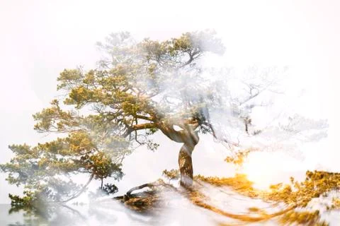 Tree with radiating power in the sunset Stock Photos