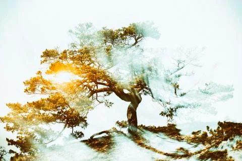 Tree with radiating power in the sunset Stock Photos