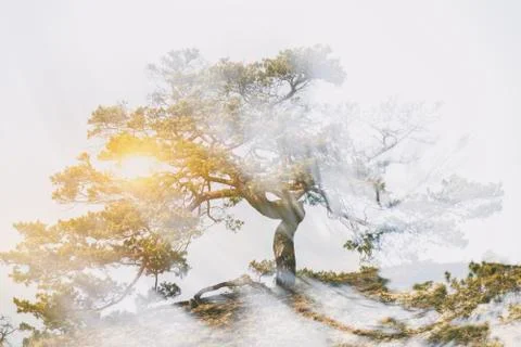 Tree with radiating power in the sunset Stock Photos