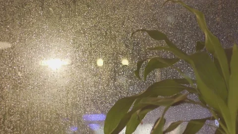 Tree in the rain (1) Stock Footage 146362726