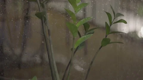 Tree in the rain (2) Stock Footage 146361988