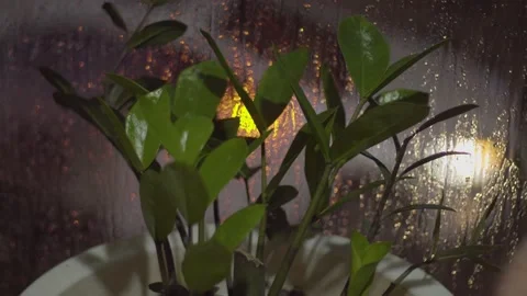 Tree in the rain (3) Stock Footage 146362105