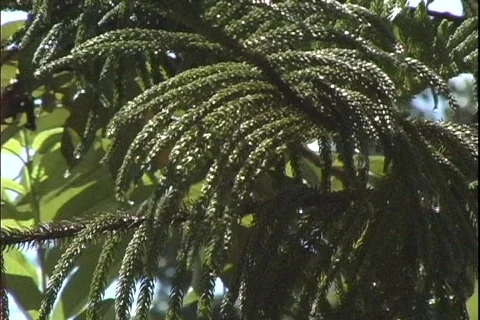 Tree in the Rain 動画素材 282741