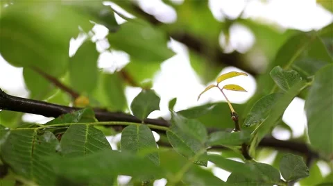 Tree in the rain Stock Footage 44413614