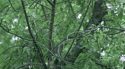 Tree with Rain Видео 50939455