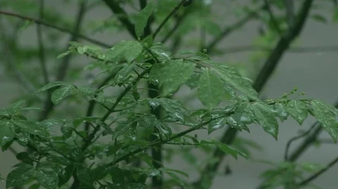Tree with Rain Видео 50939919