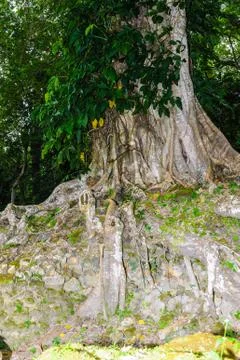 Tree in the rain forest of Belize, the territory of the Maya Civilization Stock Photos