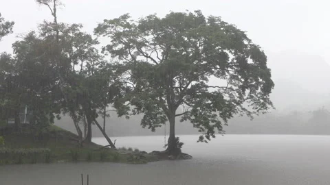 Tree in the rain by a lake in the mist (grim horror thriller atmosphere) Vidéo 160277856