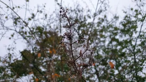 Tree with rain Macro Stock Photos