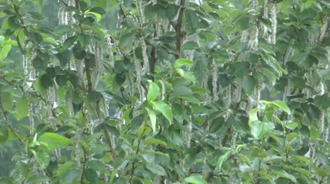 To tree from a rain - pleasure Video stock 8559187