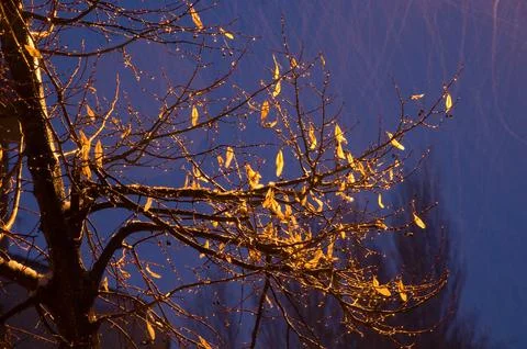 Tree in the rain under a streetlight. Stock Photos