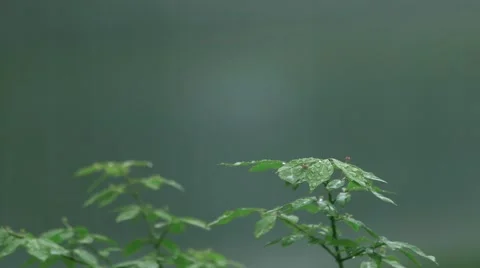 Tree with Raindrops Видео 50939930