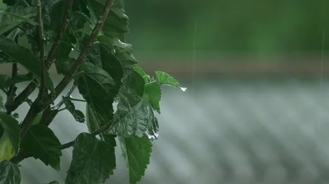 Tree with Raindrops Видео 50942007
