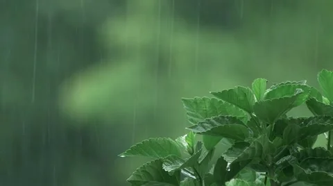 Tree with Raindrops Видео 50942073