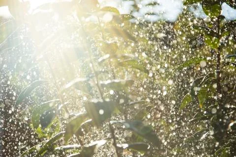 Tree in raindrops Stock Photos