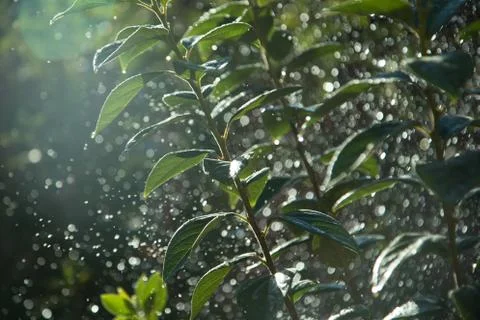 Tree in raindrops Stock Photos