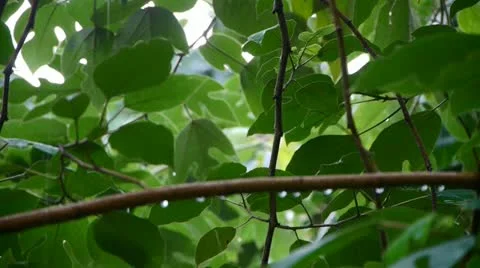 Tree in rain,lush foliage leaves. Stock Footage 12035739