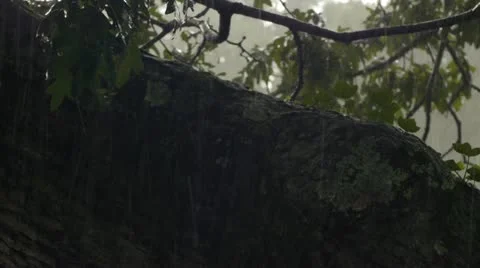 Tree in a Rainstorm Video stock 11435125