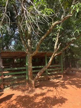 Tree on a Ranch Stock Photos