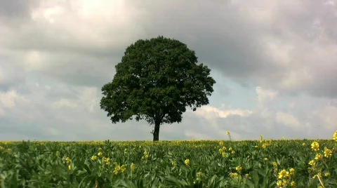Tree in a Rapeseed field Stock Footage 449040