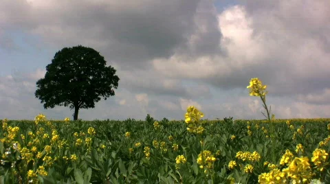 Tree in a Rapeseed field Stock Footage 449056