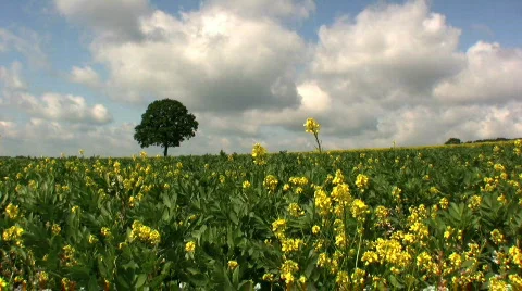 Tree in a Rapeseed field Stock Footage 449099