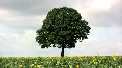 Tree in a Rapeseed field Stock Footage 449881