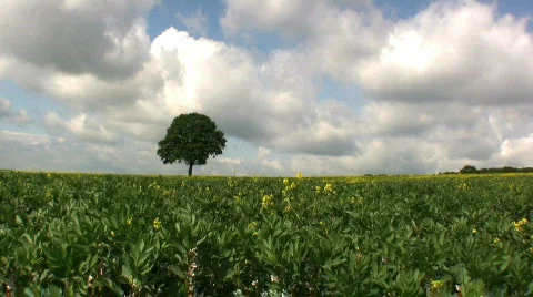 Tree in a Rapeseed field Stock Footage 450216