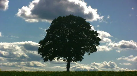 Tree in a Rapeseed field Stock Footage 450528