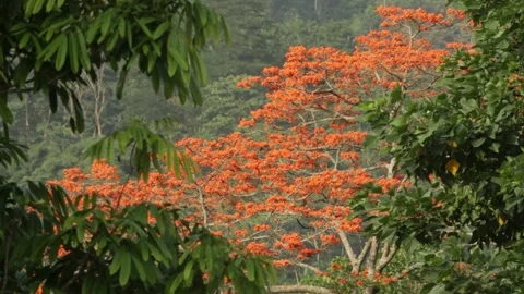 Tree with rare orange leaves 스톡 동영상 149123627