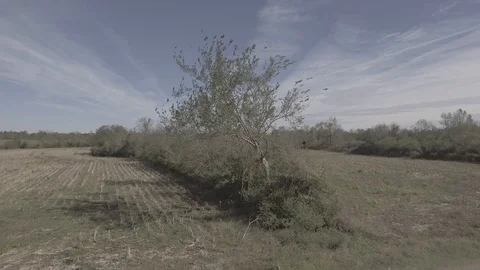 Tree Raw file on a farm Stock Footage 102714764