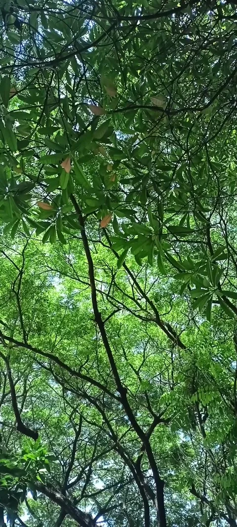 Tree (RAW) Stock Footage 222964356