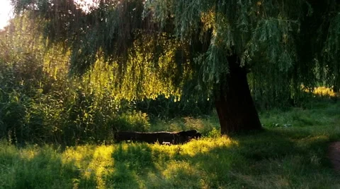 Tree in rays of evening sun Stock Footage 41103925