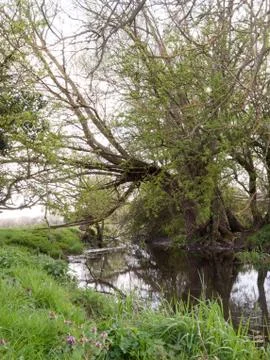 A Tree Reaching Over a River in Spring Stock Photos