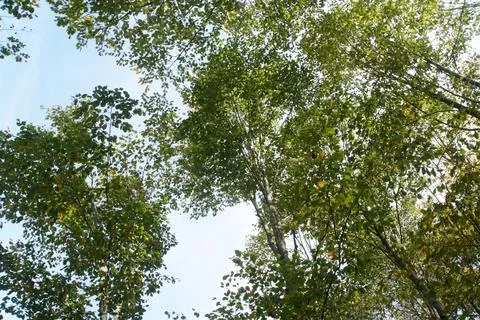 Tree reaching for the sky Stock Photos