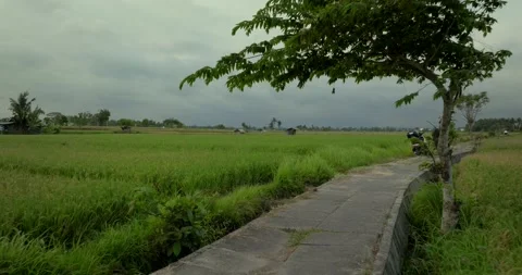 Tree in Ready Rice in Terrace. Top view. Drone view of Bali. Stock Footage 253704934