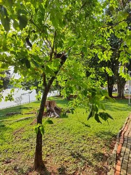 Tree receiving the sun&amp;#39;s rays on a summer day Stock Photos