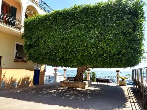 Tree with a rectangular canopy Stock Photos