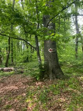 Tree with red and white arrow trail marker in forest, soft light Stock Photos