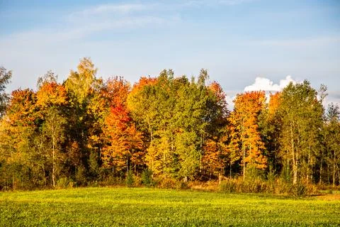 Tree with red and yellow leaves on a sunny autumn day Stock Photos