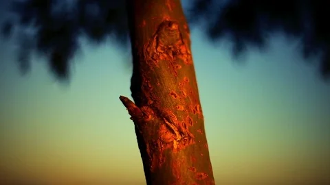 Tree With Red Bark and Dense Crown Swings in Weak Wind During Sunset Stock Footage 78557728