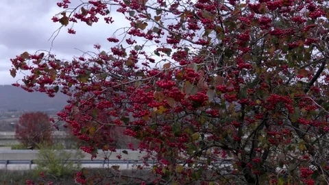 Tree With Red Berries Blowing in Breeze by Highway Stock Footage 76621508