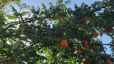 A tree with red berries on a blue sky background Stock Footage 225906002