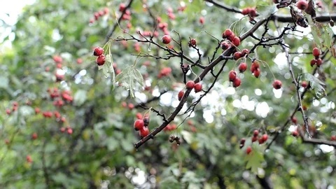 Tree with red berries Stock Footage 97011776