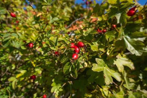 A tree with red berries is in full bloom Stock Photos